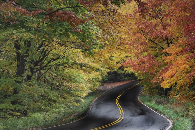 Autumn Road
