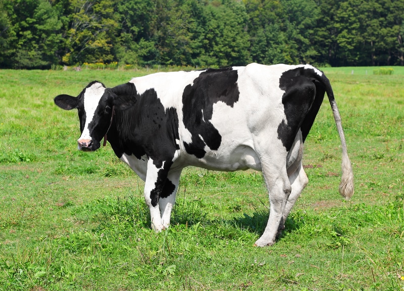 Cow in field